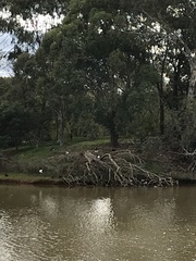 Anseranas semipalmata