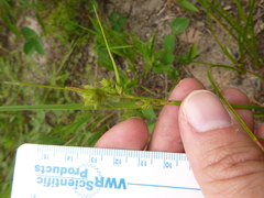 Carex tenax