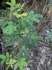 Senna pendula glabrata