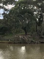 Anseranas semipalmata