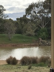Anseranas semipalmata