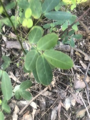 Senna pendula glabrata