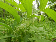 Polygonatum odoratum
