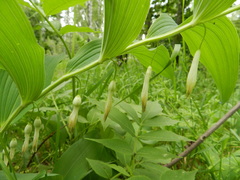 Polygonatum odoratum