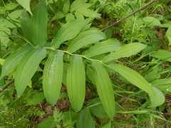 Polygonatum odoratum