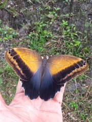 Caligo telamonius menus