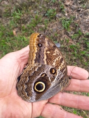 Caligo telamonius menus