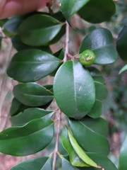 Eugenia biflora