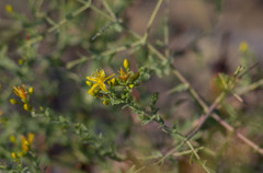 Hypericum triquetrifolium