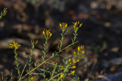 Hypericum triquetrifolium