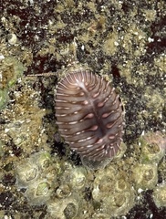 Pusula radians