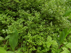 Vaccinium myrtillus