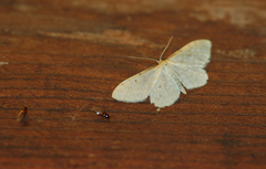 Idaea humiliata
