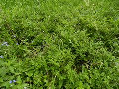 Vaccinium myrtillus