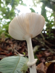 Amanita xylinivolva