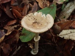Amanita xylinivolva