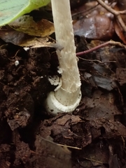 Amanita xylinivolva