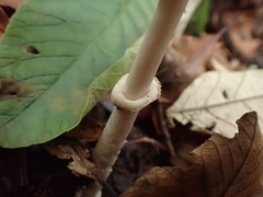 Amanita xylinivolva
