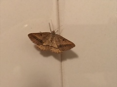 Isturgia arenacearia