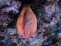 Halocynthia aurantium