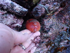 Halocynthia aurantium