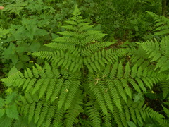 Pteridium pinetorum