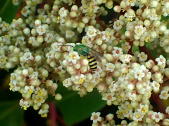 Agapostemon melliventris