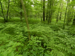 Pteridium pinetorum