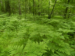 Pteridium pinetorum