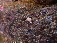Trichotropis cancellata