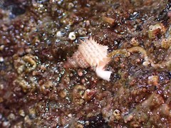 Trichotropis cancellata