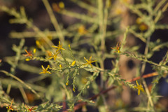 Hypericum triquetrifolium