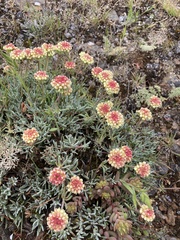 Eriogonum thymoides