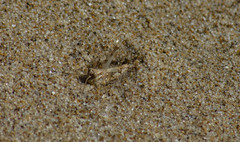 Dociostaurus minutus