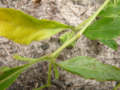 Physalis lanceolata