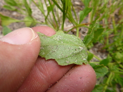 Physalis lanceolata
