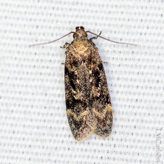 Chionodes formosella