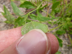 Physalis lanceolata