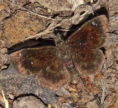 Carcharodini