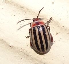 Kuschelina petaurista