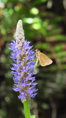 Euphyes dukesi calhouni