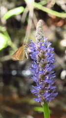 Euphyes dukesi calhouni