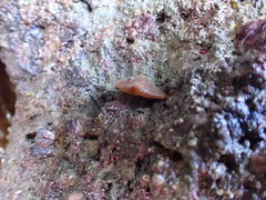 Brachiopoda
