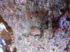Brachiopoda