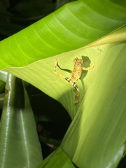 Dendropsophus parviceps
