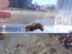 Aglaja ocelligera