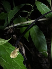 Dendropsophus parviceps