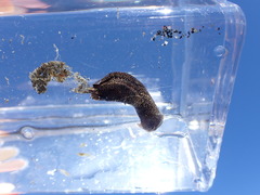 Aglaja ocelligera