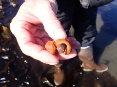 Elassochirus tenuimanus