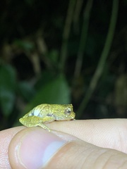 Dendropsophus parviceps